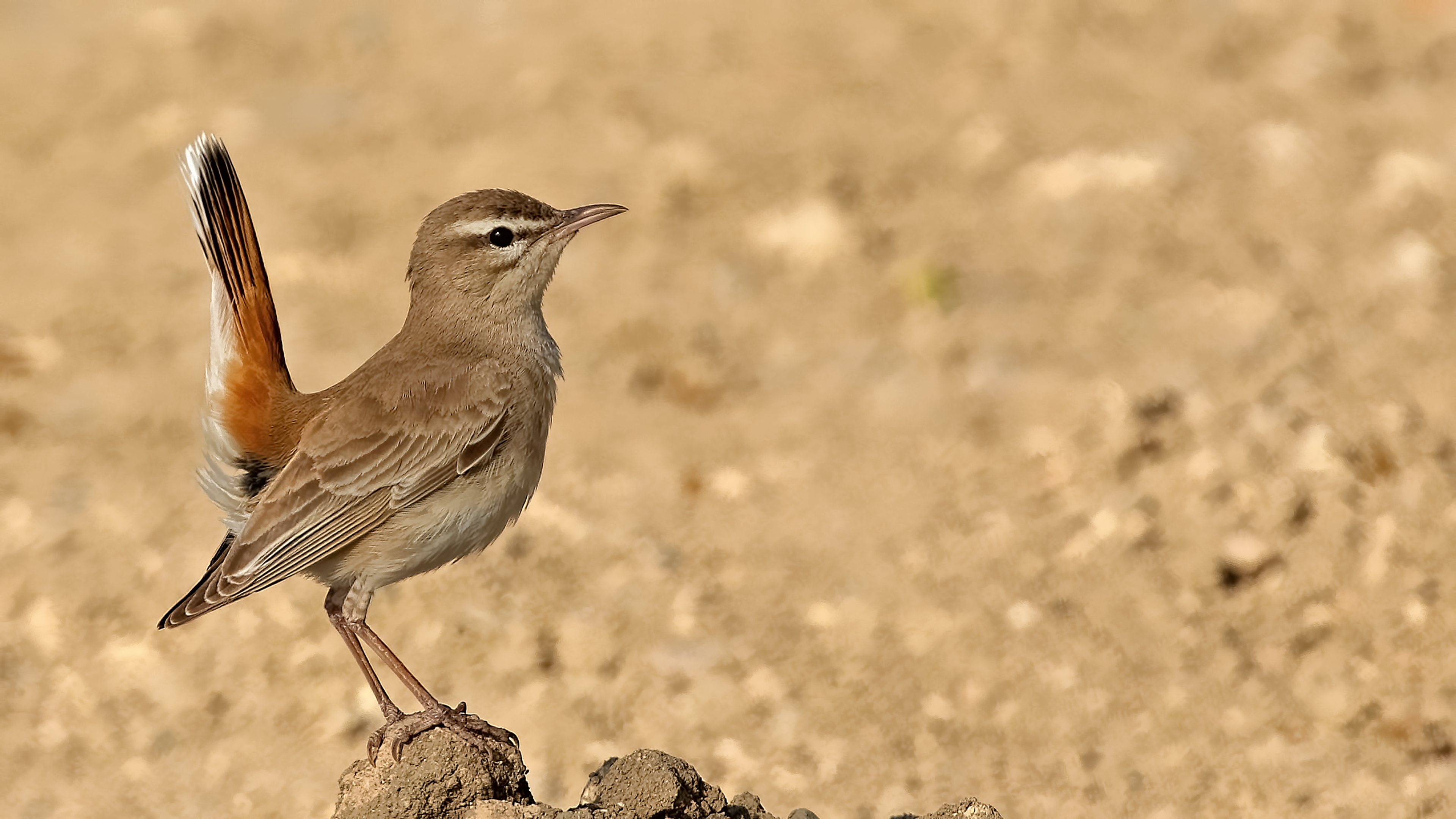 Rufous-tailed Scrub-Robin